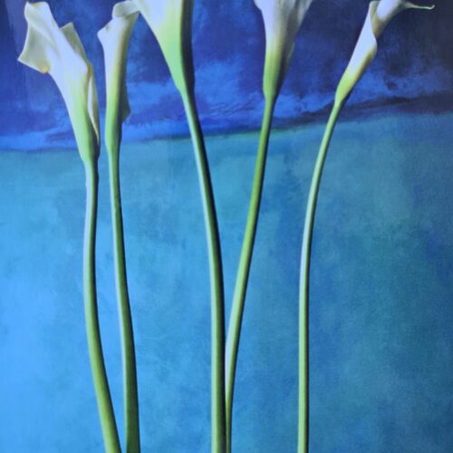 Õnnitluskaart "Valge kalla"